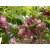 Robinia akacjowa szczepiona na pniu