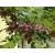 Robinia akacjowa szczepiona na pniu
