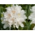 Różanecznik, Rhododendron album