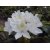 Różanecznik, Rhododendron album