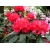 Różanecznik, Rhododendron dotella