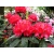 Różanecznik, Rhododendron dotella