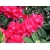 Różanecznik, Rhododendron dotella