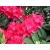 Różanecznik, Rhododendron dotella
