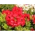 Różanecznik, Rhododendron dotella