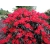 Różanecznik, Rhododendron dotella