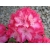 Różanecznik, Rhododendron Eruption
