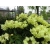 Różanecznik, Rhododendron Goldkrone