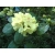 Różanecznik, Rhododendron Goldkrone