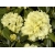 Różanecznik, Rhododendron Goldkrone