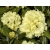 Różanecznik, Rhododendron Goldkrone