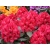 Różanecznik, Rhododendron Karl neue