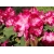 Różanecznik, Rhododendron Stenzauber
