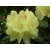Różanecznik, Rhododendron 'Golden Wonder'