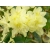 Różanecznik, Rhododendron 'Golden Wonder'
