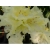 Różanecznik, Rhododendron 'Golden Wonder'