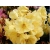 Różanecznik, Rhododendron 'Golden Wonder'
