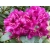Różanecznik, Rhododendron 'Olin o. dobss