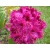 Różanecznik, Rhododendron 'Olin o. dobss