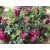 Różanecznik, Rhododendron 'Olin o. dobss