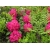 Różanecznik, Rhododendron 'Pearce’s american beauty'