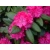 Różanecznik, Rhododendron 'Pearce’s american beauty'