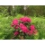 Różanecznik, Rhododendron 'Pearce’s american beauty'