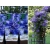 Powojnik , Clematis "Daniel Deronda'