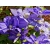 Powojnik , Clematis 