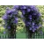 Powojnik , Clematis 