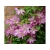 Powojnik , Clematis 