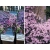 Powojnik , Clematis "montana broughton star'