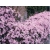 Powojnik , Clematis 