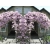 Powojnik , Clematis 