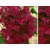 Hortensja bukietowa Hydrangea panikulata "Wims Red"
