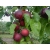 Nektarynka karłowa Prunus persica nucipersica 'Red Gold'