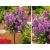 Lilak Syringa vulgaris Na Pniu "Dwukolorowy"