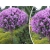 Lilak Syringa vulgaris Na Pniu "Fioletowy"