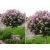 Lilak Syringa vulgaris Na Pniu "Czerwony"