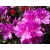 Azalia japońska japonicum "Enzett Lilienstein"
