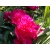 Piwonia Paeonia "Biskupia pełna "