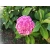 Hortensja 'Hydrangea macrophylla "Mega Różowa Kule"