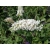 Buddleja davidii "Biała"