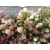 Hortensja bukietowa Hydrangea panikulata "Biało-Różowy Stożek"