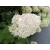 Hortensja bukietowa Hydrangea panikulata " Ściana Białych  Kwiatów" XXL Donica 5 L