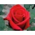 Róża wielkokwiatowa Rosa "Red Berlin"