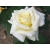 Róża wielkokwiatowa Rosa "Polar - Biała z żółtym"