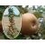 Jabłoń kolumnowa Malus 'Szara Reneta'