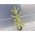 Świerk  szczepiony  50cm 'Picea abies' Frohburg