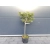 Świerk  szczepiony  50cm 'Picea abies' Compacta